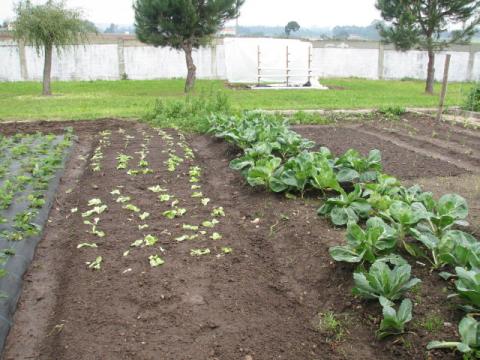 Rotação de culturas: depois do nabo instalou-se tomate, pimento, pepino e courgette; depois da cebola optamos por plantar alface.